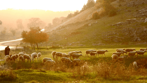 I tell you the truth, I am the gate for the sheep