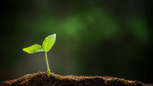 Sower, Seed, Soil