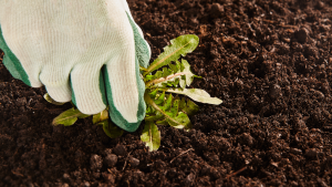 Seeds and Weeds